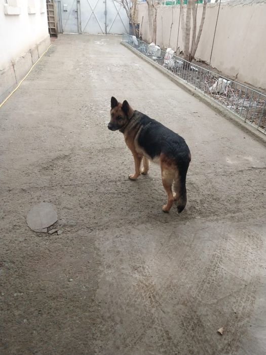 Ургашы немецкий овчарка