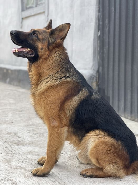 Немецкая овчарка Для Вязки