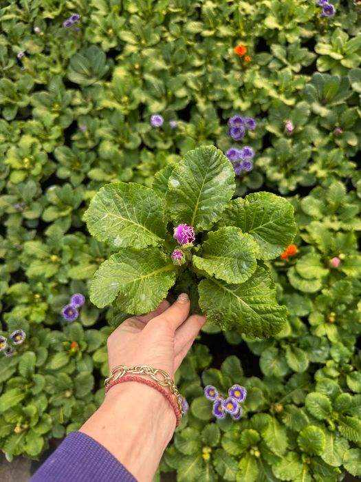 Primula la super pret