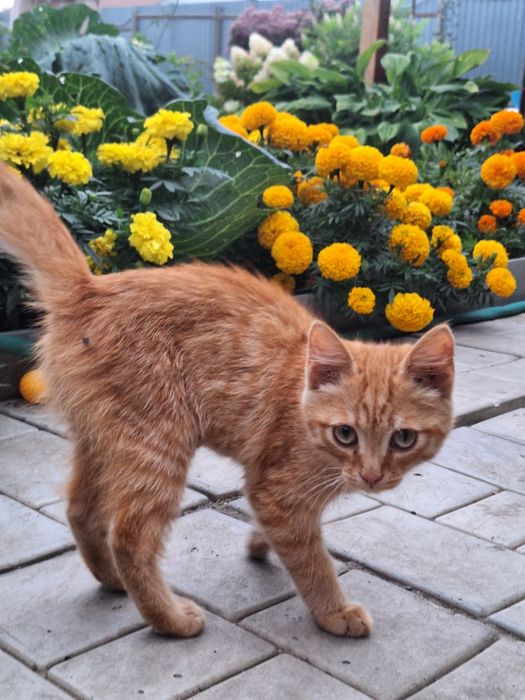 Отдам котёнка в добрые руки