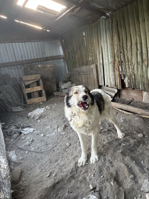 Алабай мен казахи шатыс