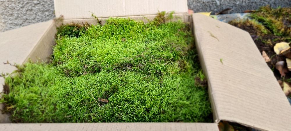 Мох высушенный для