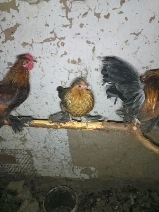 Тауық карликовый