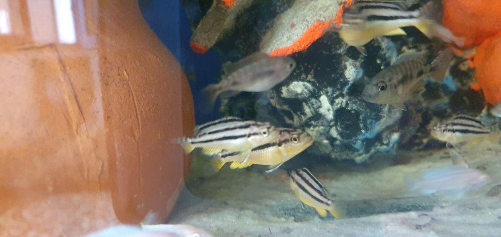 avratus Xishniklar baluni bolasi privaznoy 25 ta