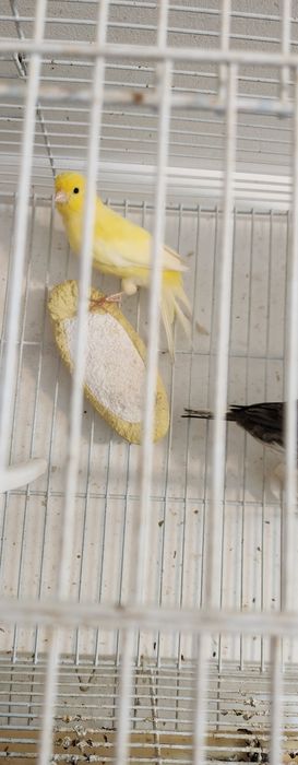 Schimb pereche canari cu turturele diamant