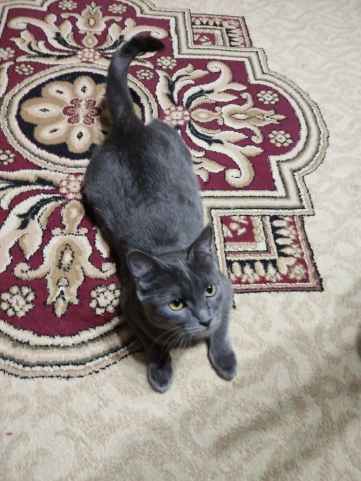 Отдам бесплатно кошку