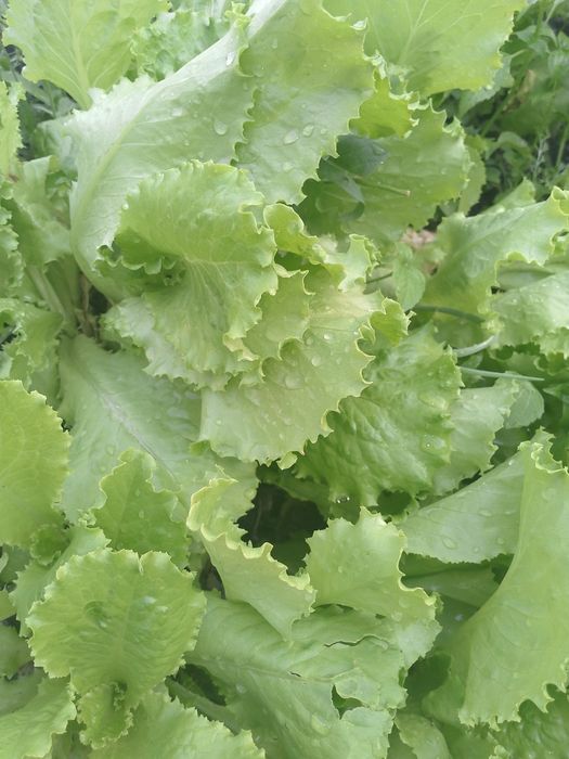 Продам салат прямо с грядки