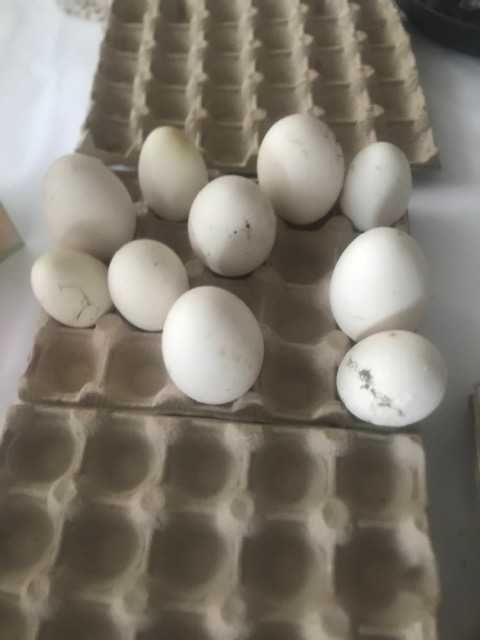 Vand oua de gasca leseasca