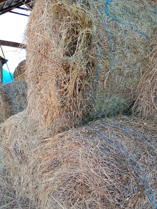 Vând baloți de otavă