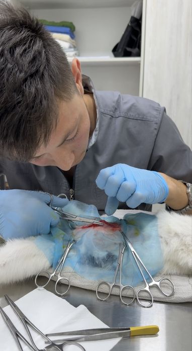 Veterinariya xizmati 24/7 aloqada