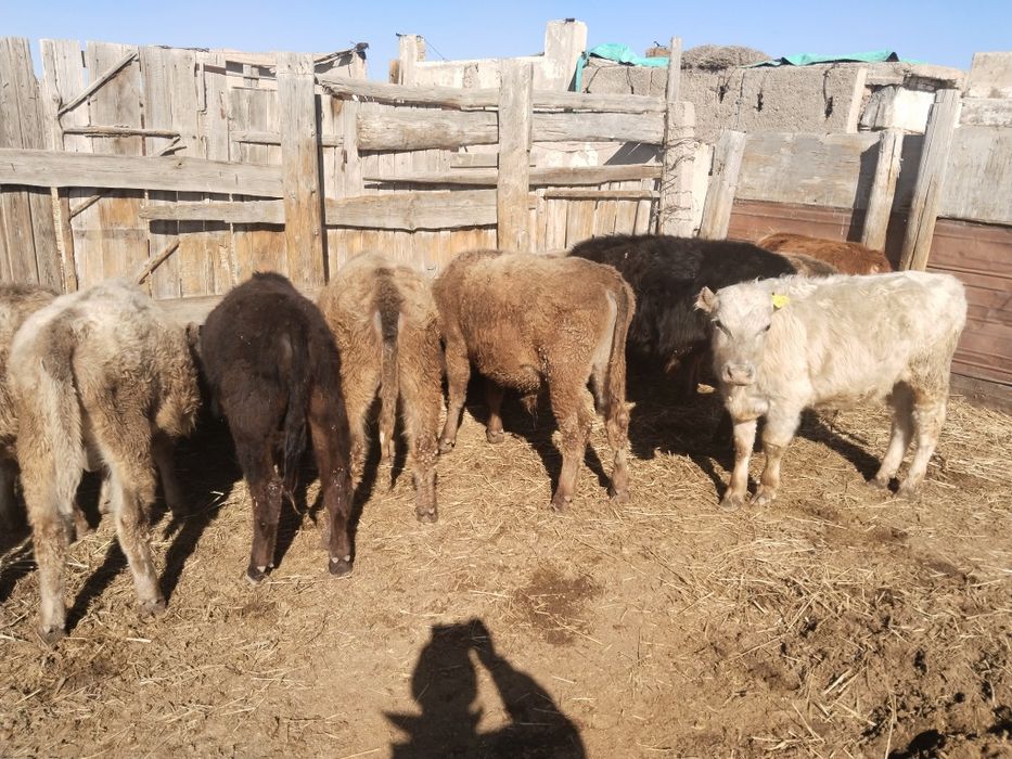 Продам подсос бычков и телят бука