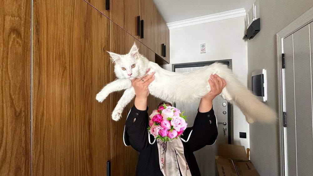 Мейн кун мальчик 7 месяцев