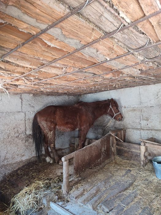 Продам лошадь 6 лет