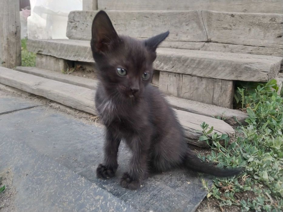 Отдам котят бесплатно
