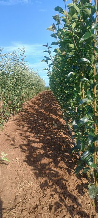 Pomi fructiferi de calitate