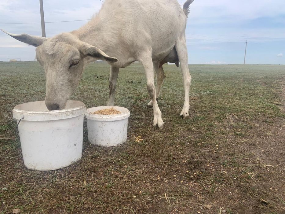 Продам козы Козел козленок