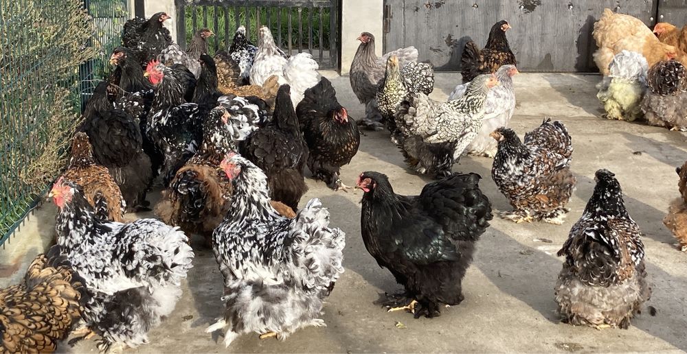 Oua Cochinchina urias diferite varietati de culoare