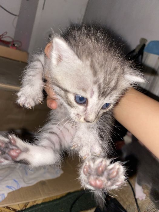 кышкентай мысыктар