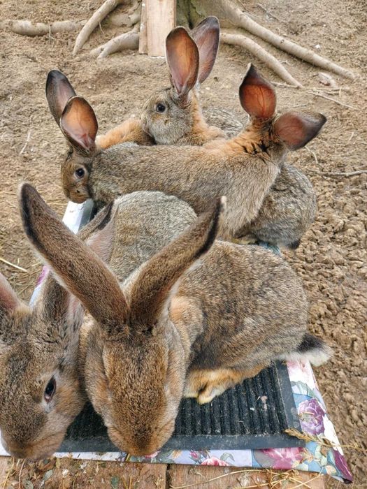 Vand iepuri rasa mare 3 luni 5 femele 3 masculi 100 lei buc