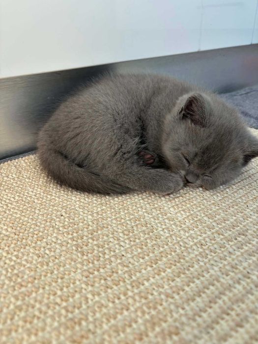 Британски котенца