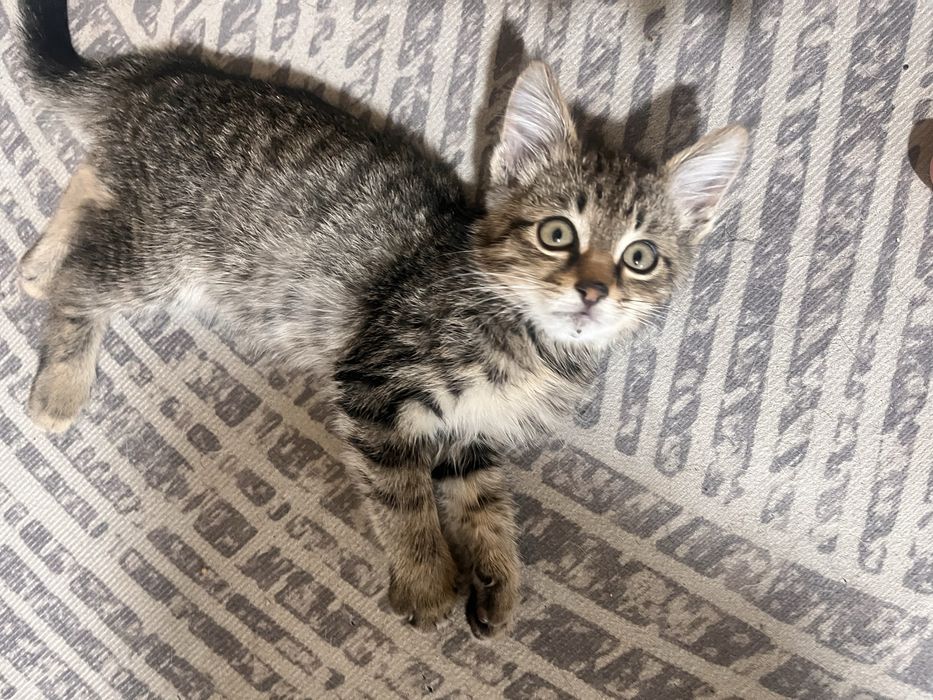 Отдается котенок в любящую семью