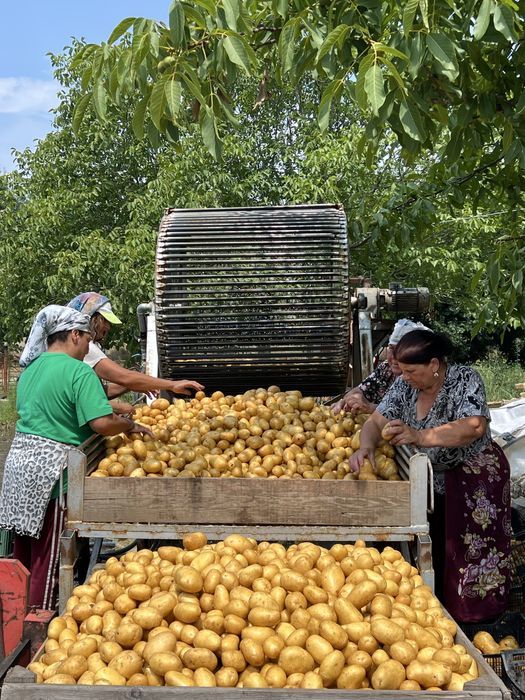 Машина за миене на картофи