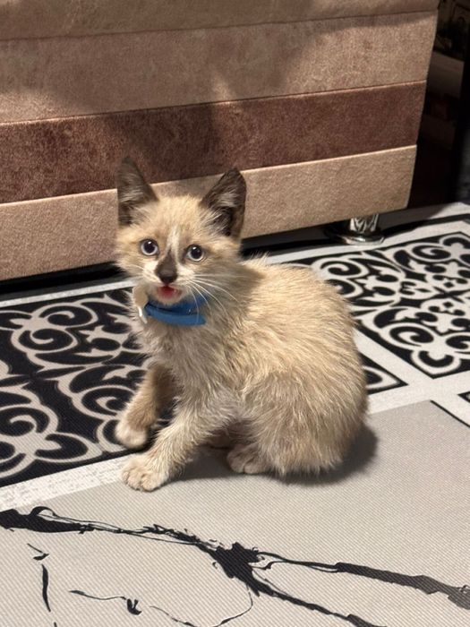 Отдам симского мальчика