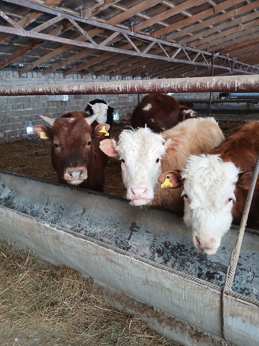 Ақбас патсостар  сатылымда бар