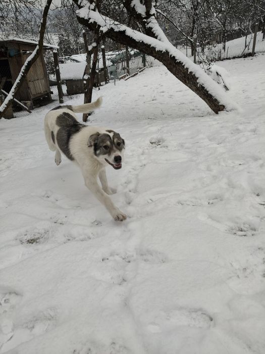 Donez 2 caini jucausi