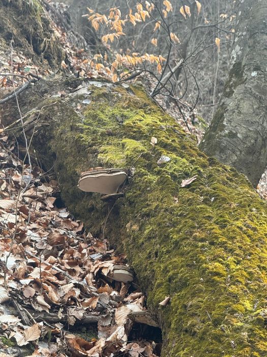 Tincturi dubla extractie Coada curcanului, Ganoderma, (reishi) etc