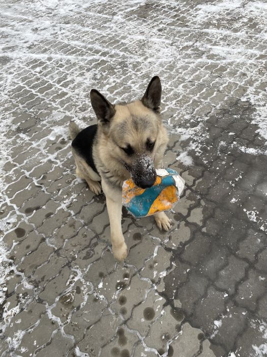 Красавчик жених ищет невесту для вязка/случка