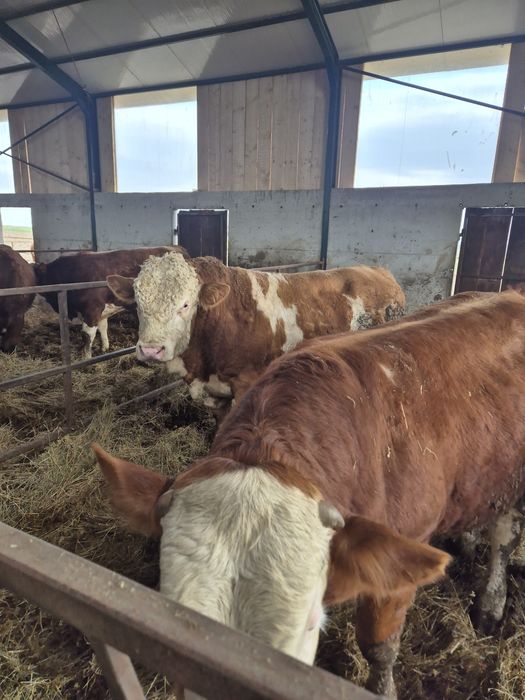 Tauri băltată românească