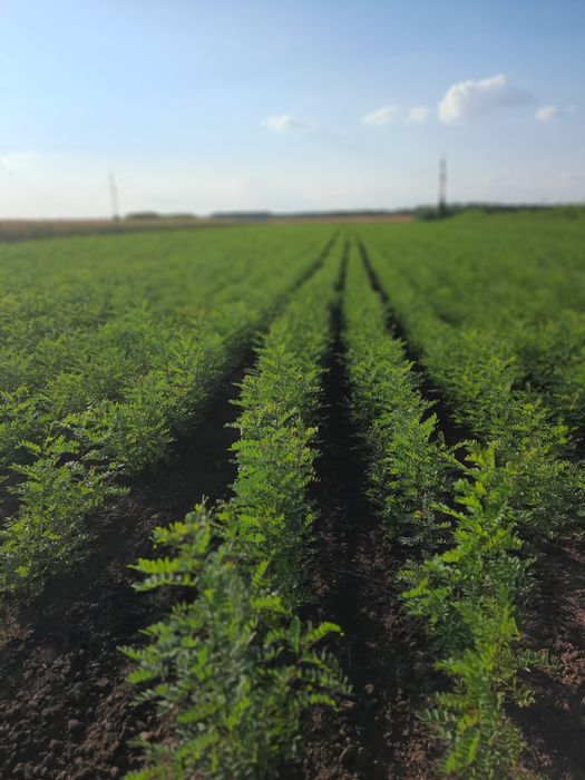 Puieti de salcam de vânzare 0,50 bani