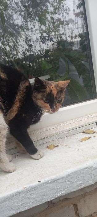 Кошечка в добрые ручки