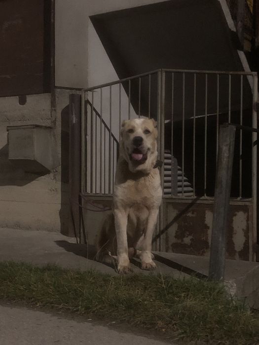 Disponibil mascul asia centrala