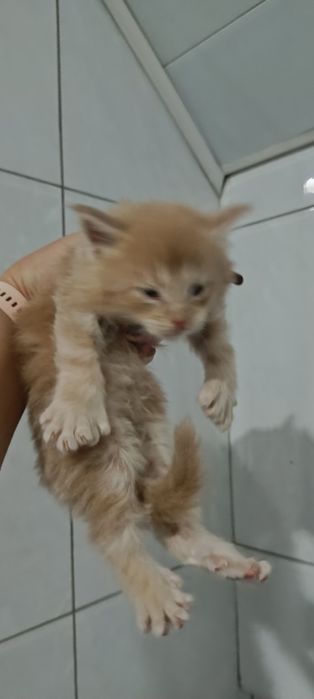 Котята мейкунчики