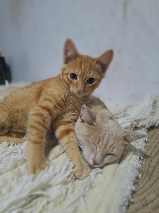 Отдам рыжика в хорошие руки
