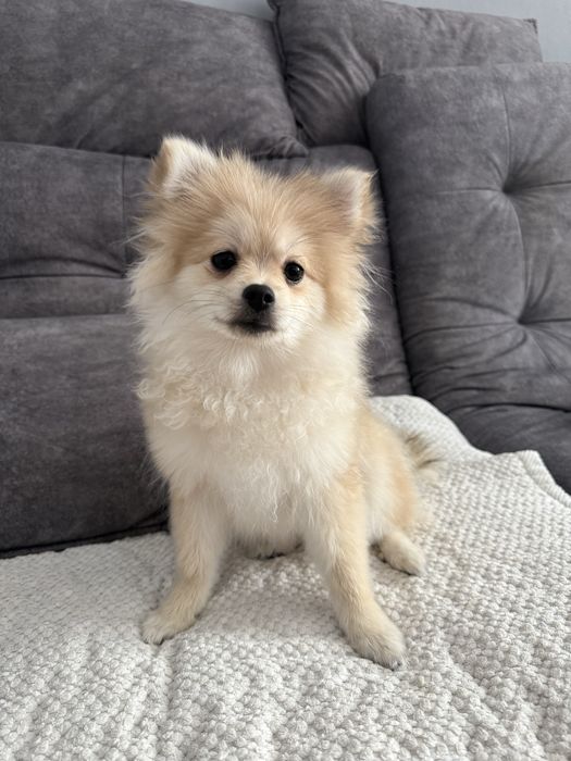 Продам собаку Щпиц