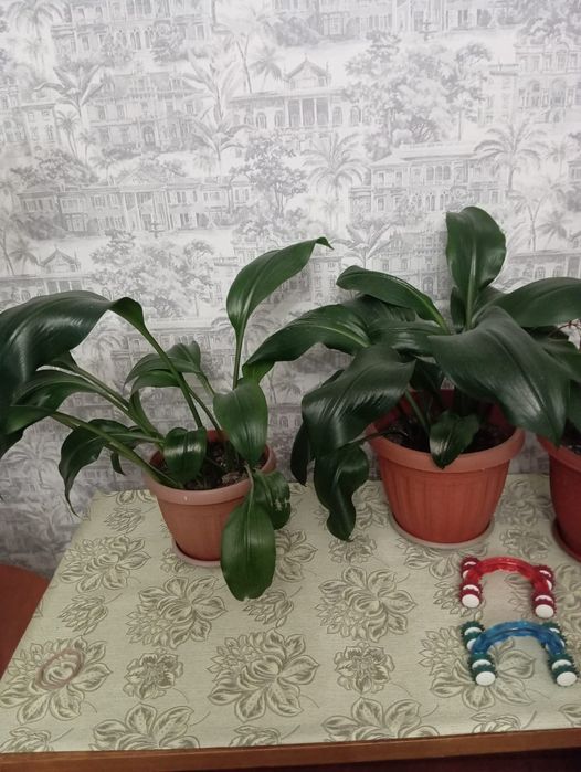 Продам цветы комнатные