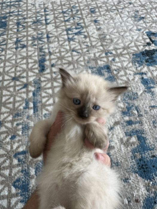 Сиамская кошка, котята  Siamskiy mushuk