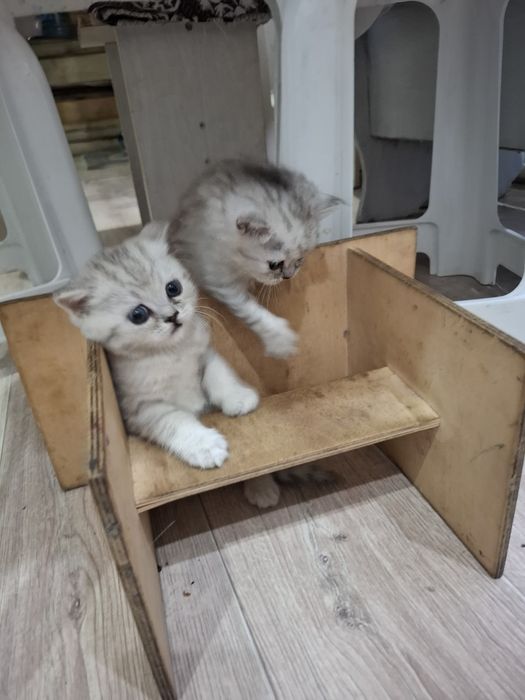 Котята котята котята