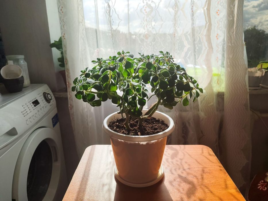 Продаются комнатные цветы