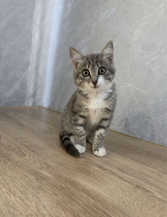 Котенок девочка Отдам в добрые руки