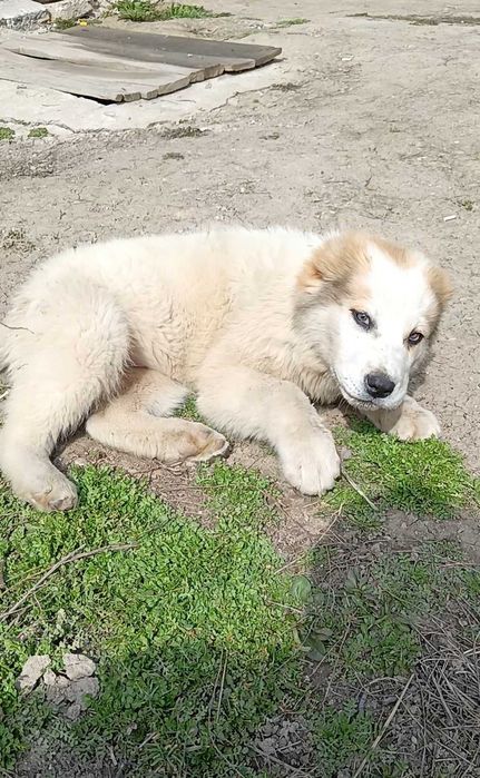 Алабай щенок девочка