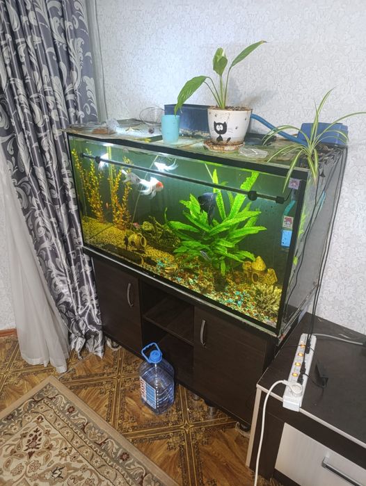 Аквариум с рыбками