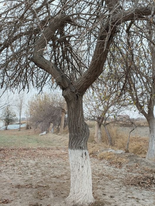 Дарахт Урик телл килинглар
