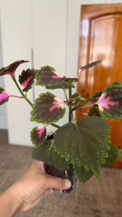 Цветы Колеус