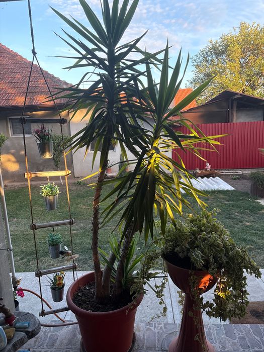 Floare Yucca Gigant
