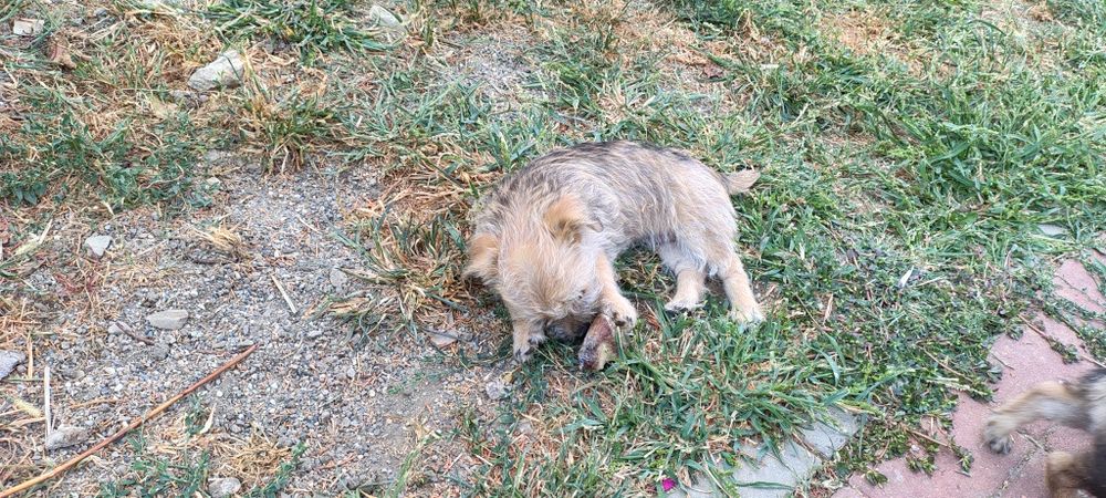 Trei micuțe de 2 luni caută stapini iubitori
