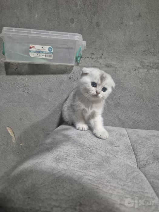 Прадаетса шатланский шиншила  1.5 мес